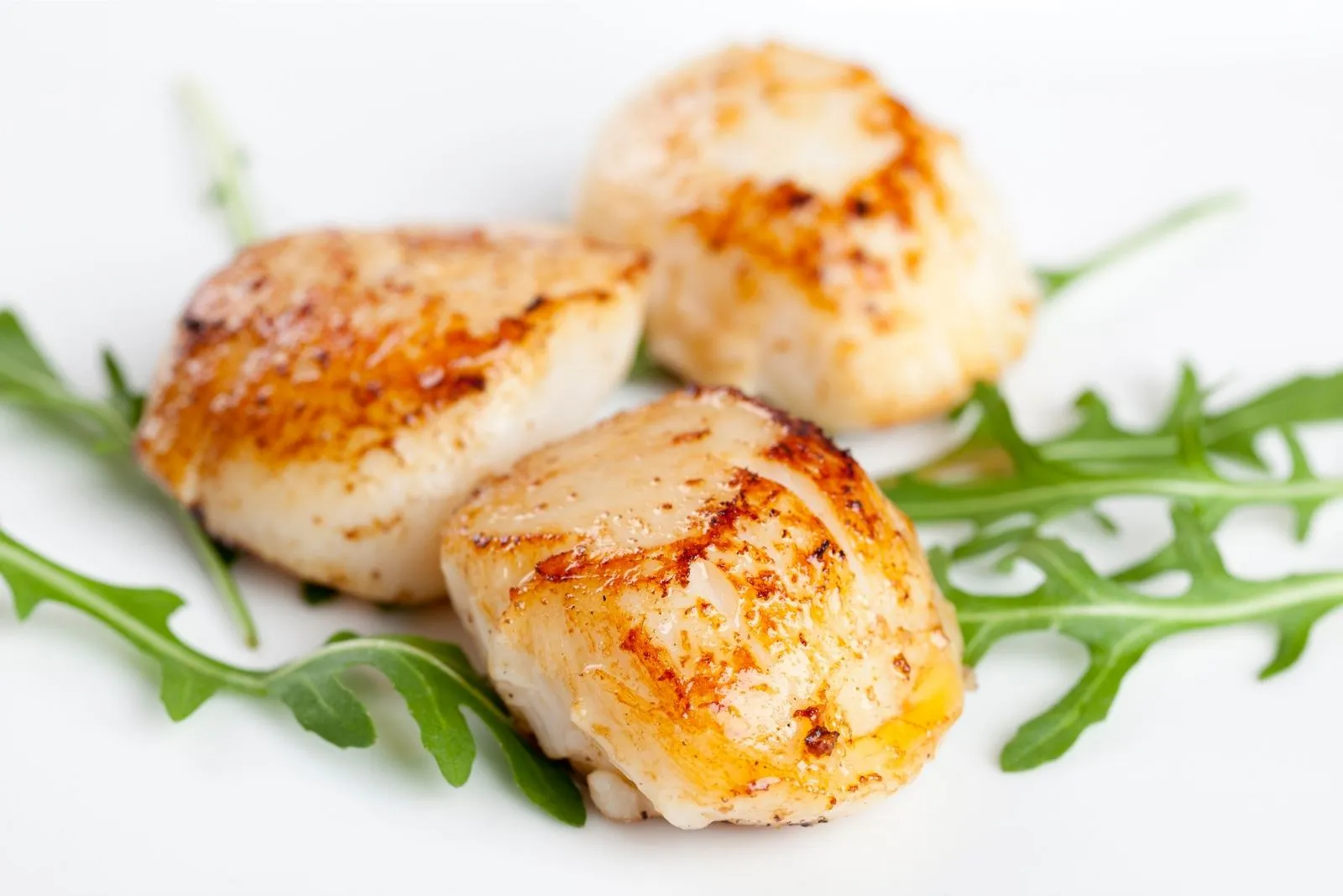 Pan-seared scallops served with fresh arugula at AYCE Bar & Wok, an Asian Fusion Restauran in Wind Gap
